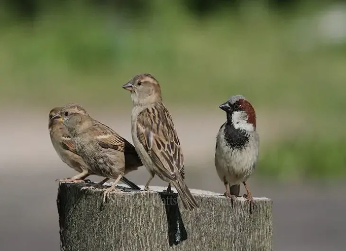 જાણો કેમ ઉજવાય છે વિશ્વ ચકલી દિવસ